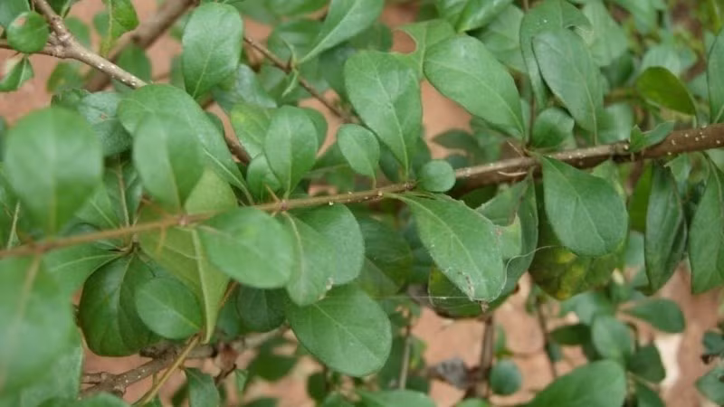 Cây găng thuộc họ thân gỗ, cao trung bình từ 3 - 5 mét, thân cây có nhiều gai, lá thuôn hình trứng, màu tím...Ảnh: Facebook