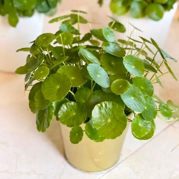 Rau má cảnh dễ trồng, phù hợp với khí hậu nóng ẩm, có thể phát triển nhanh trong môi trường ẩm. Ảnh: Vườn Bách Thảo