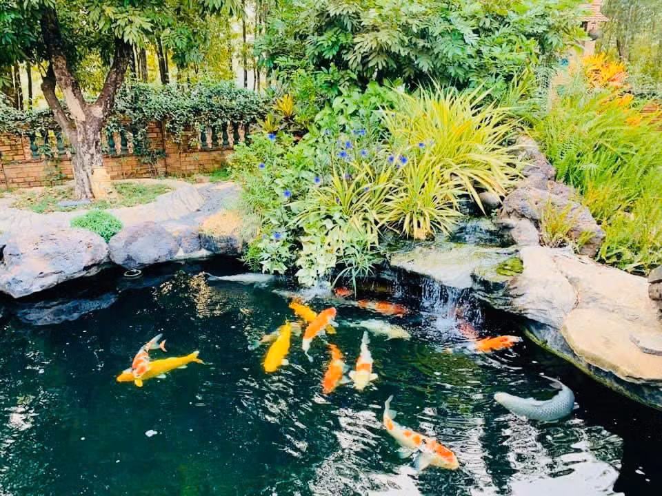 Phía trước nhà còn có hồ cá Koi. Ảnh: FBNV