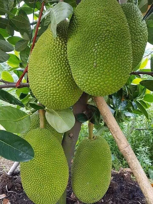 anh-mit-giong-thai-lan.jpg