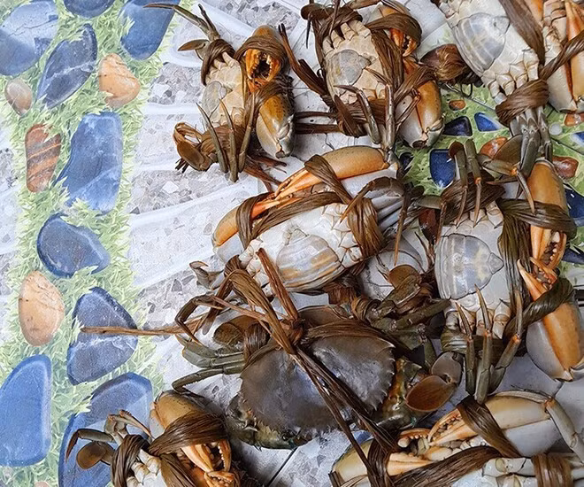 Đây là loại cua cái ở độ tơ, chưa từng mang trứng. Đặc điểm dễ nhận thấy là phần yếm hình vuông, cứng và khít thân. Ảnh: Internet