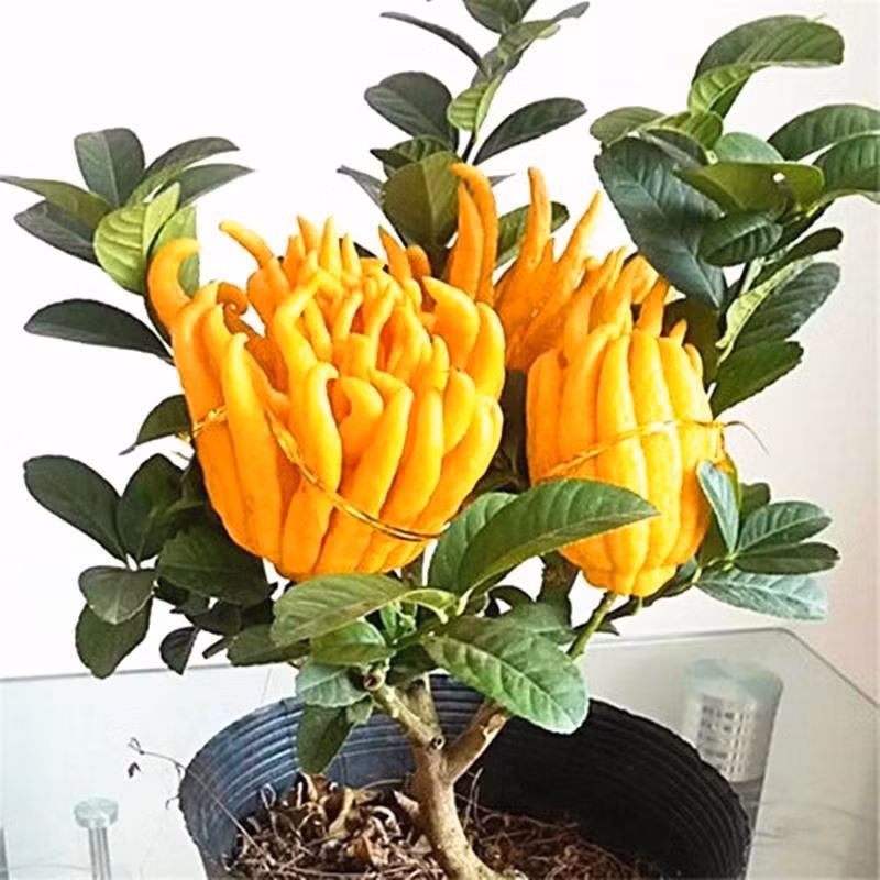 Theo chia sẻ của một chủ vườn, tại nhiều chợ hoa ở Trung Quốc, dù mới đầu mùa đông nhưng đã bán hết quá nửa số lượng phật thủ đã dự trữ. Ảnh: Suning