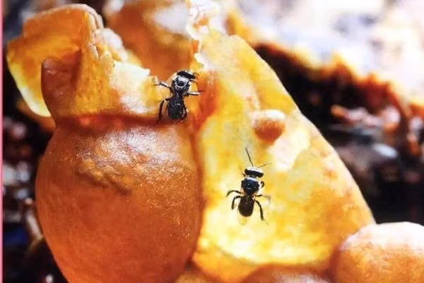 Thông thường, ong dú chỉ cho thu hoạch 4 - 6 tháng/lần, mùa mưa tạm dừng vì thời điểm này mật ong loãng. Ảnh: Internet