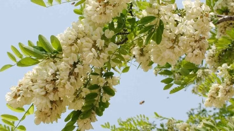Bên cạnh đó, hoa hòe còn là một vị thuốc quý trong Đông y với công dụng thanh nhiệt, cầm máu và hỗ trợ hạ huyết áp. Ảnh: Internet