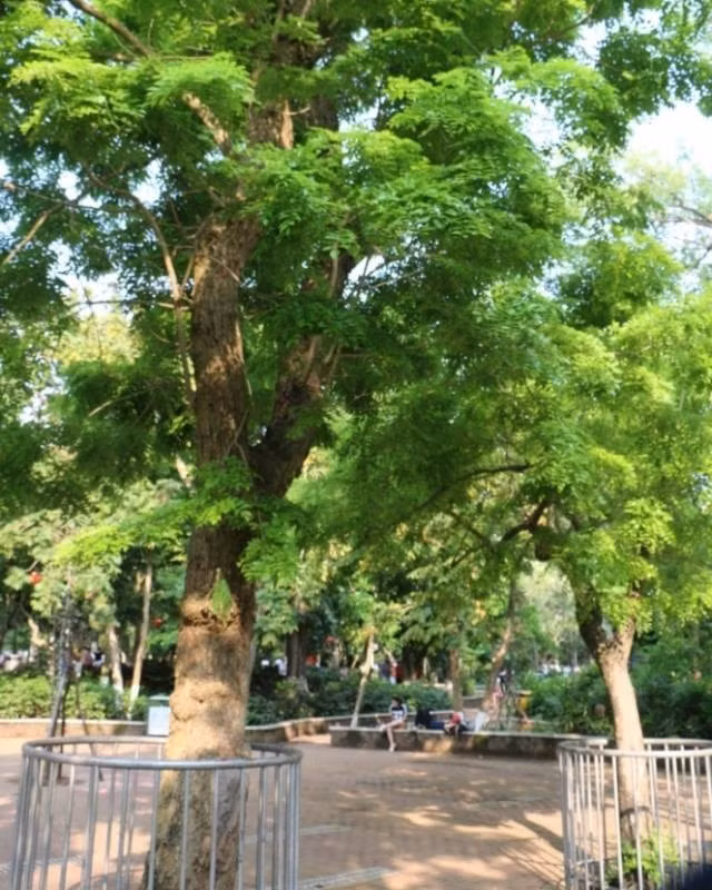 Mức giá "trên trời" này nhanh chóng thu hút sự chú ý của cộng đồng mạng. Hoàng hoa lê Hải Nam là một trong 29 loài cây được công nhận là "gỗ sưa" theo tiêu chuẩn quốc gia Trung Quốc. Ảnh: os08