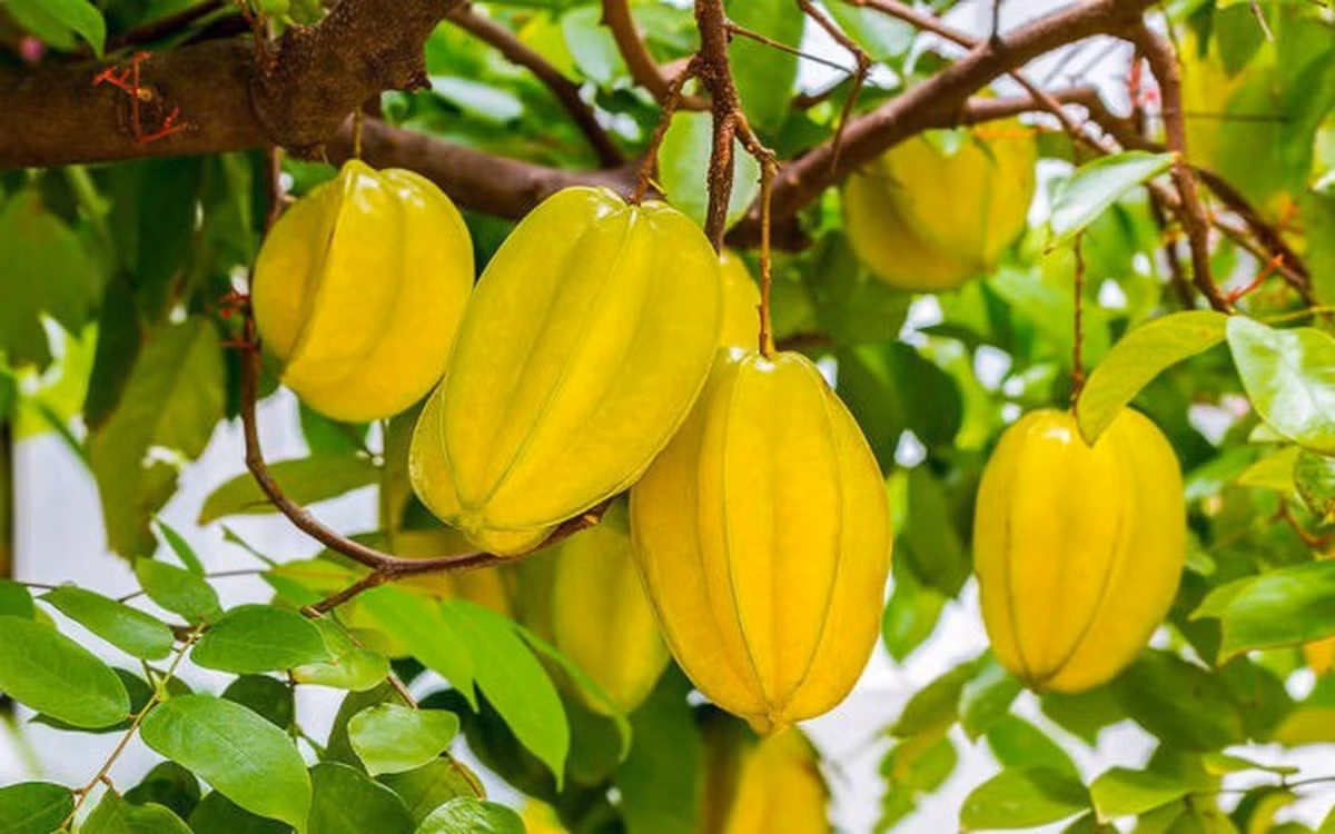 Cây khế có dáng vẻ mềm mại, tán lá tỏa đều, tạo cảm giác che chở và hài hòa. Theo quan niệm Á Đông, khế gắn với hình ảnh gia đình đủ đầy, phúc khí tích tụ từ những điều nhỏ. Ảnh: Internet