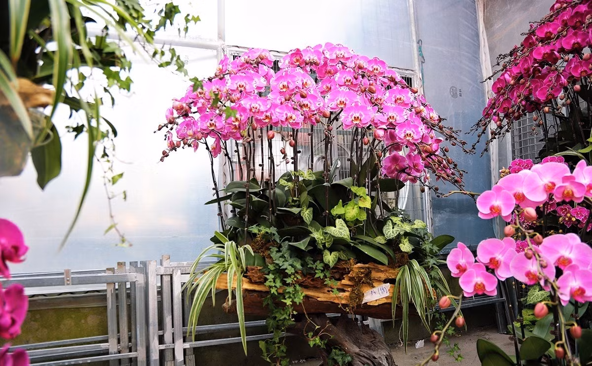 Đặc biệt, có nhiều chậu lan trên gỗ lũa giá lên tới 60 - 70 triệu đồng. Ảnh: Tiền phong