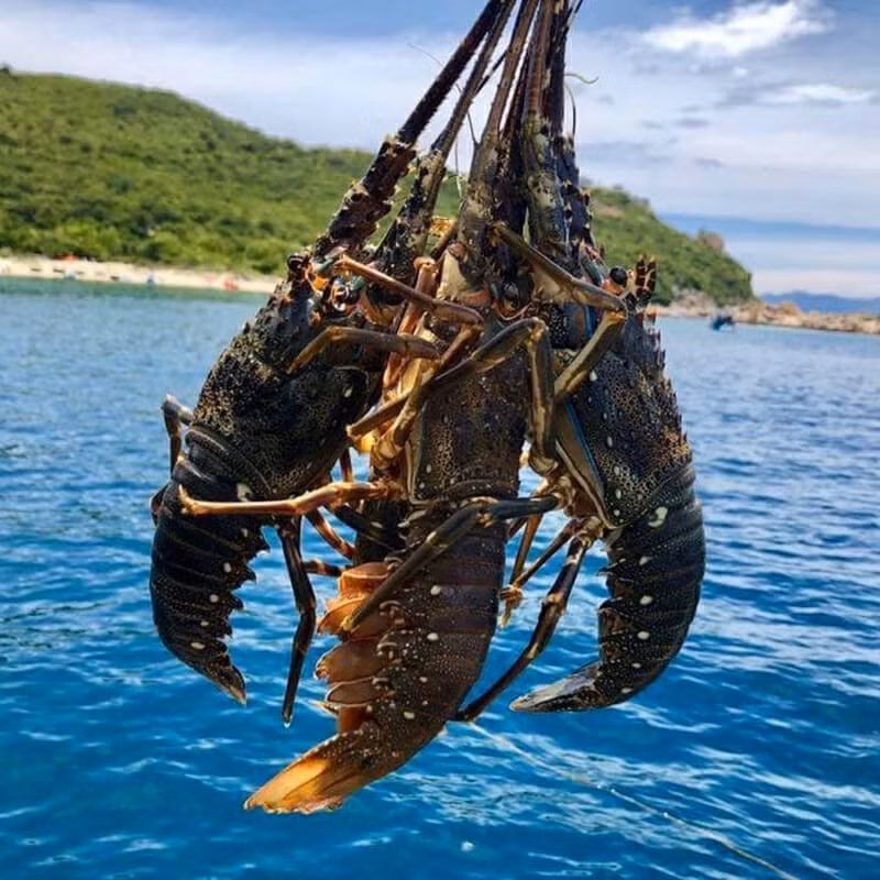 Tôm hùm bông có kích thước lớn, từ 900 gram đến 1,2 kg/ con. Loài tôm này sống ở vùng biển nhiệt đới, có độ sâu từ 0,5m - 3m. Ảnh: Haisanhoanggia