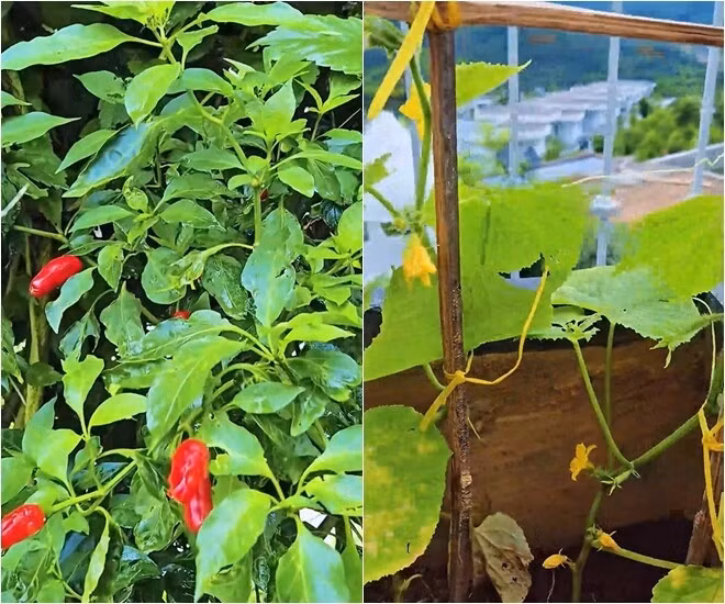 Vườn gia vị với ớt, dưa chuột được trồng gọn gàng, tiện chăm sóc, có thể thu hoạch hàng ngày. Ảnh chụp màn hình