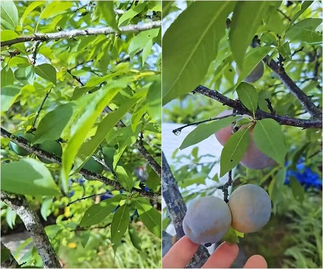Khu vườn được trồng theo tiêu chí không hóa chất. Ảnh chụp màn hình