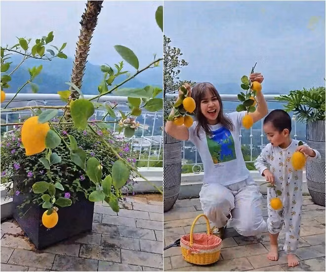 Ngoài hoa, vợ chồng Mạnh Trường còn trồng cây ăn quả. Chanh vàng trồng trong chậu vẫn sai quả. Ảnh chụp màn hình