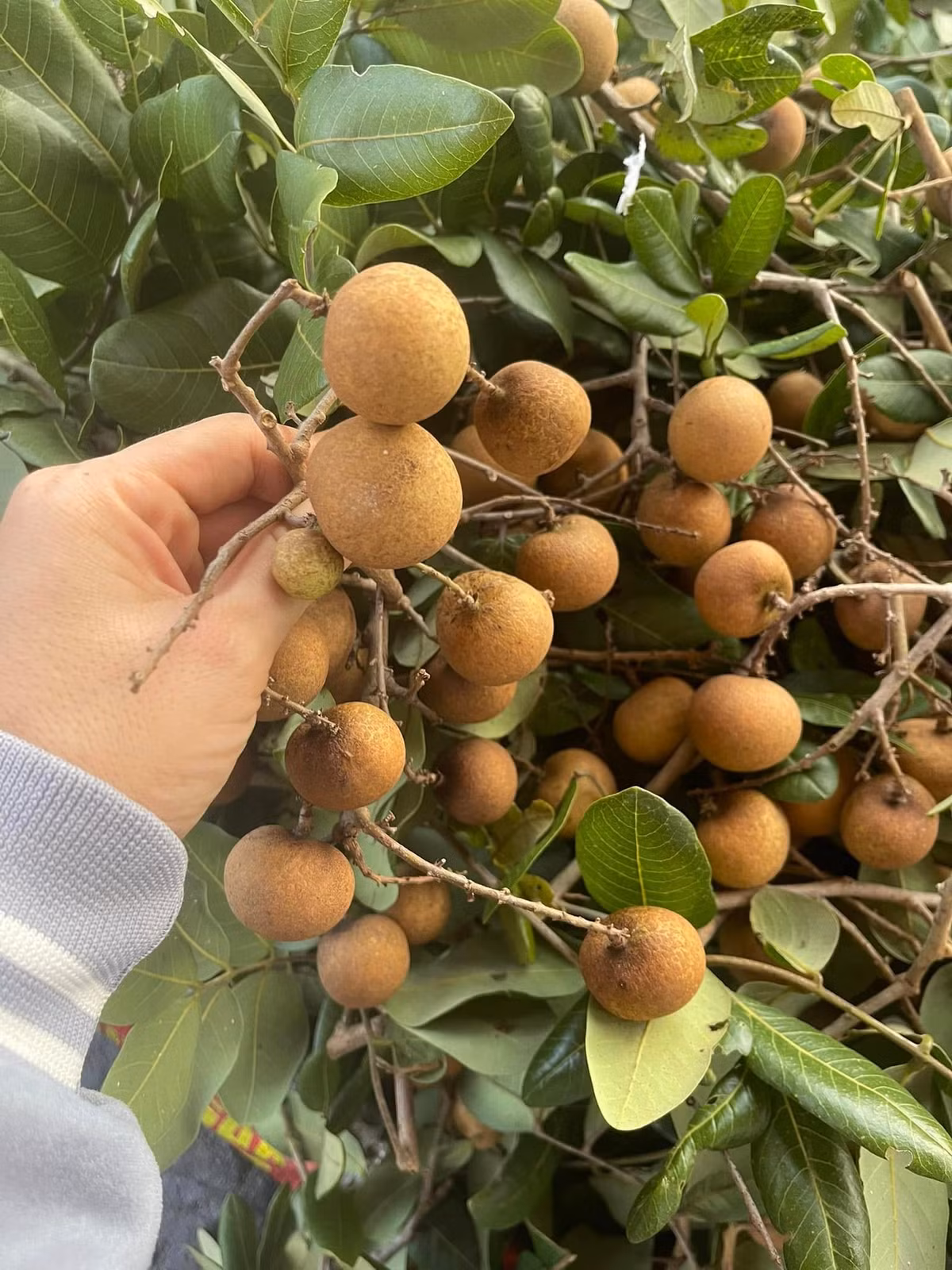 Dù đắt nhưng nhãn bắp cải không dễ mua, trở thành “hàng hiếm” trên bàn tiệc, nhiều khách phải đặt trước cả tuần mới có hàng. Ảnh: Facebook