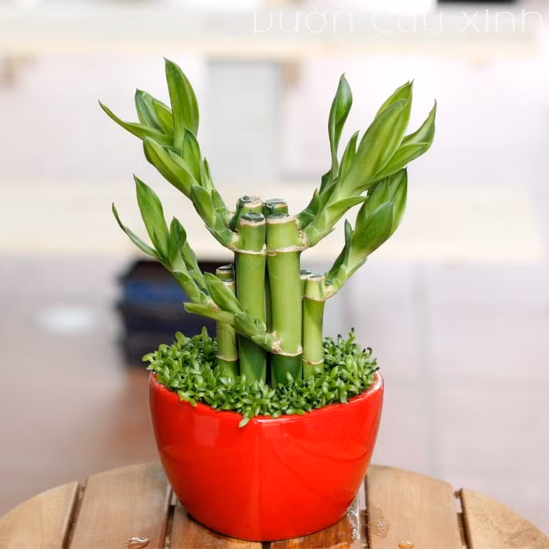 Trúc phú quý có dáng thẳng, thân xanh mướt, sinh trưởng bền bỉ, tượng trưng cho sự phát triển ổn định và con đường công danh suôn sẻ. Ảnh: Totoro Garden