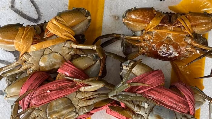 Trọng lượng của cua trinh nữ dao động từ 150 - 300g, khoảng 4 - 5 con/kg. Ảnh: Facebook