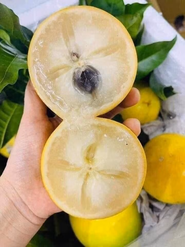 Tuy nhiên, vài năm gần đây, diện tích trồng vú sữa hoàng kim tăng mạnh tại nhiều tỉnh phía Nam khiến nguồn cung vượt cầu. Ảnh: Facebook