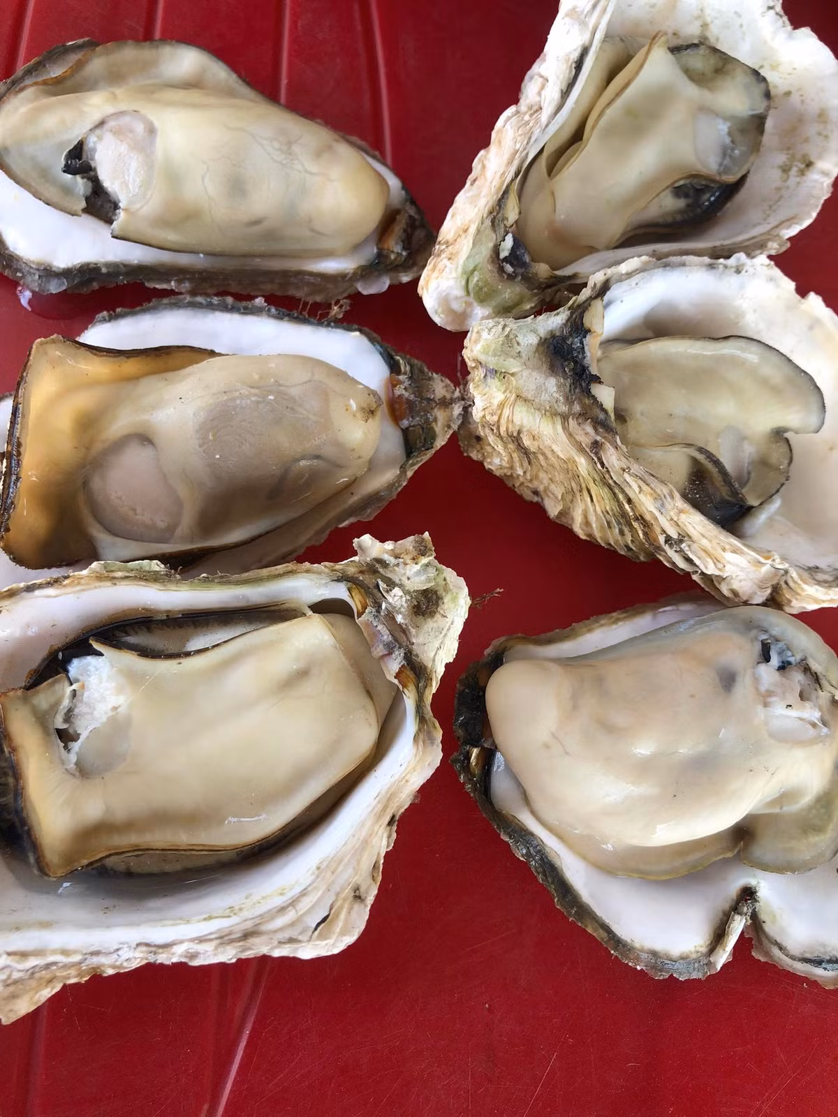 Hàu vàng Trung Quốc vỏ to, thịt dày, mẫu mã bắt mắt. Trong khi đó, hàu địa phương chủ yếu là hàu sữa ươm giống trong nước, nuôi tự nhiên lại nhỏ hơn, thịt không béo bằng, hình thức kém hấp dẫn nên tiêu thụ chậm, giá bị ép xuống thấp. Ảnh: Facebook