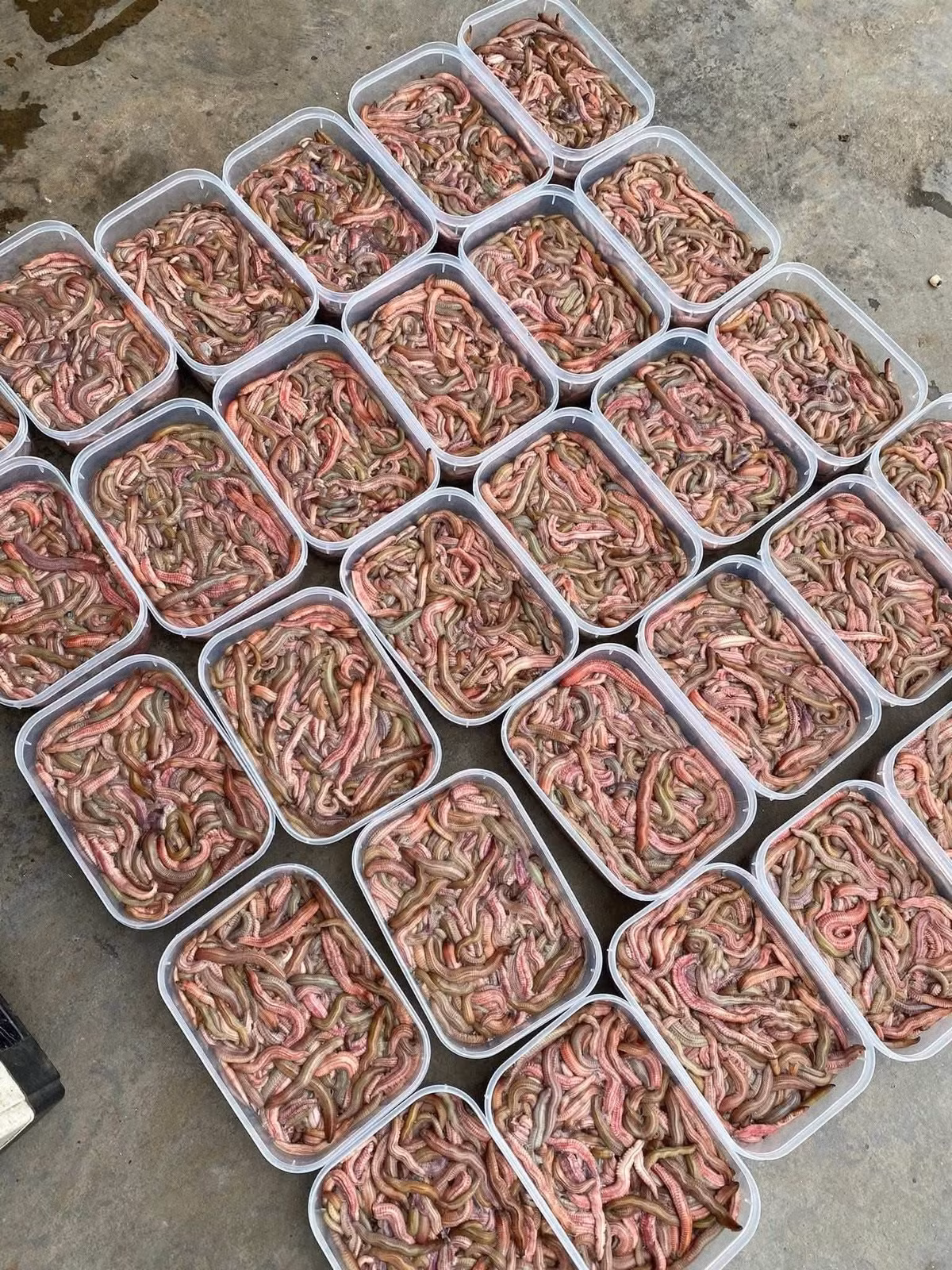Thời điểm đầu mùa, giá rươi có thể cao hơn, từ 450.000 – 600.000 đồng/kg, tùy địa phương và chất lượng. Ảnh: Facebook