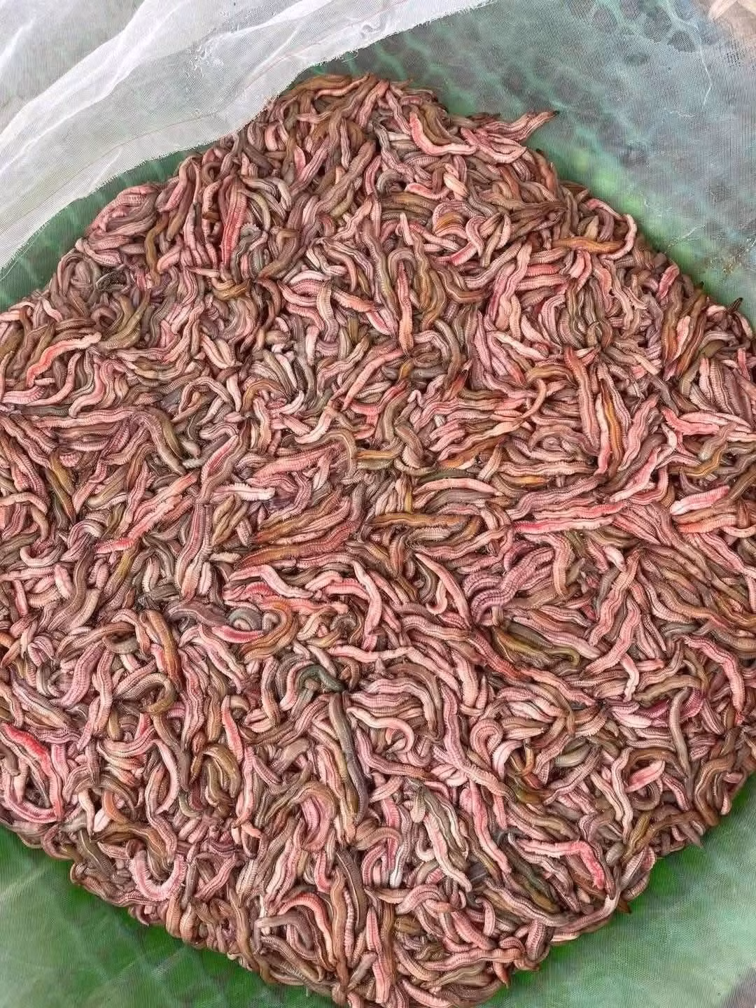 Trên chợ mạng, rươi Hải Phòng được rao bán với giá từ 300.000 - 350.000 đồng/kg. Ảnh: Facebook