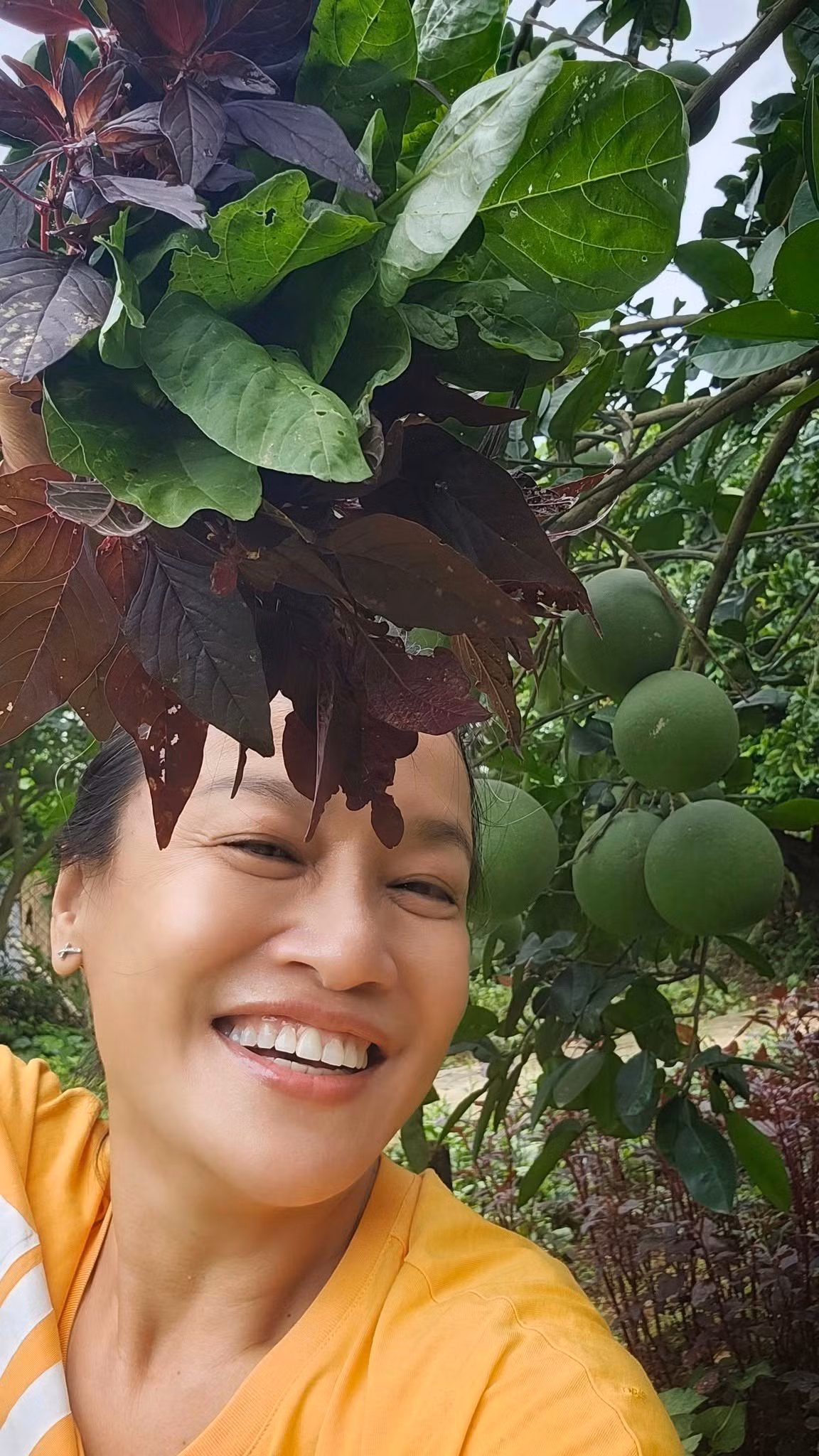 Cây bưởi lúc lỉu quả. Ảnh: FB Oanh Le Tu