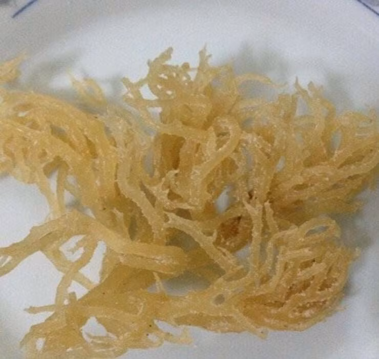 Trước đây, rau đá biển chủ yếu góp mặt trong những bữa cơm dân dã của người dân nghèo miền biển, ít ai mang ra mua bán. Ảnh: Internet