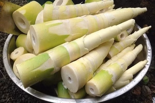Măng le tươi giá khoảng 70.000 đồng/kg, trong khi đó măng le khô dao động từ 200.000 - 250.000 đồng/kg. Ảnh: Internet