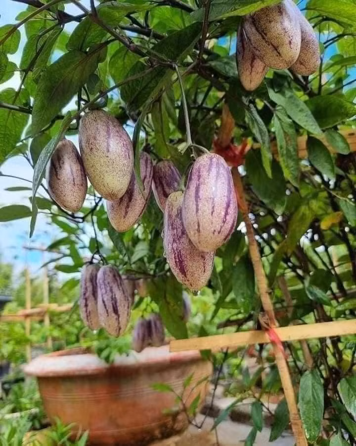 Nhiều người bất ngờ vì lần đầu nhìn thấy loại dua này. Đây là giống dưa hấu Nam Mỹ, hay còn gọi dưa Pepino. Ảnh: Facebook