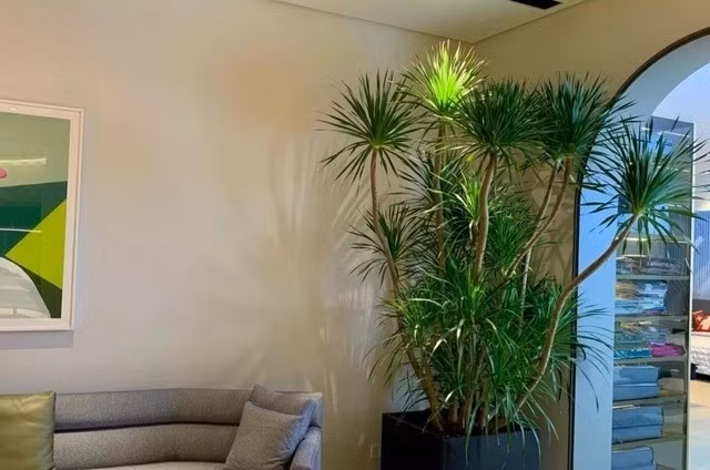Nhựa đỏ của cây huyết rồng còn được coi là dấu hiệu của sinh khí dồi dào, mang ý nghĩa giữ lộc, tụ tài. Ảnh: Internet