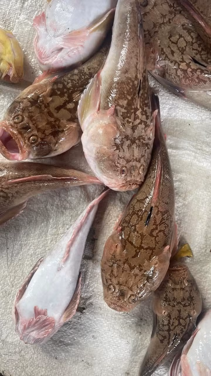 Dù ngoại hình xấu xí nhưng thịt cá bùng binh trắng, chắc, dai, ngọt và có mùi thơm đặc trưng, được đánh giá cao về chất lượng. Ảnh: Facebook