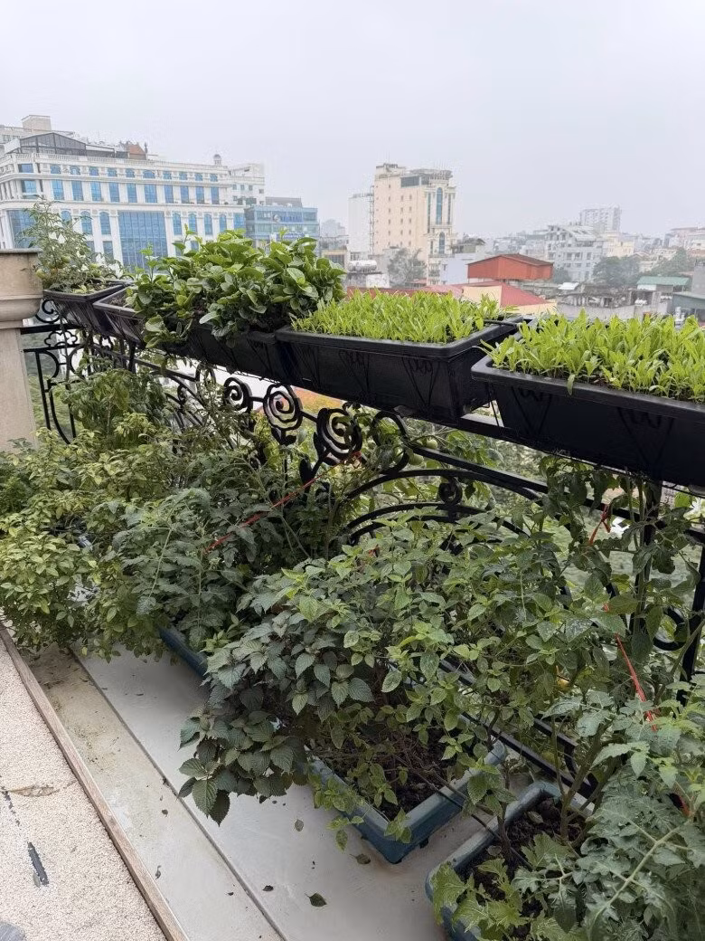 Nàng hậu còn trồng rau sạch, rau thơm, rau cải, húng quế, tía tô...Ảnh: FBNV