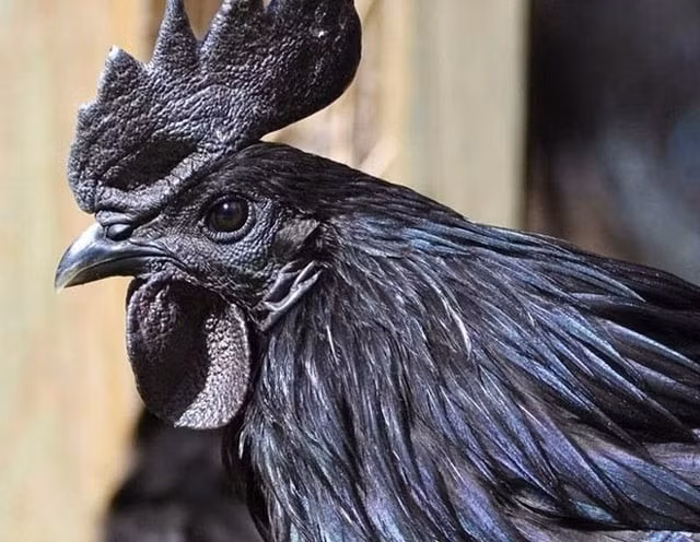 Thịt gà Ayam Cemani được cho là có lợi với bệnh tiểu đường, thiếu máu, trầm cảm sau sinh...Người dân châu Á còn quan niệm tiếng gáy của gà Ayam Cemani mang lại sự thịnh vượng. Ảnh: Getty