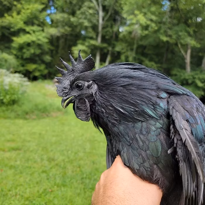 Vì vậy, giá trị của gà Ayam Cemani rất cao. Thông thường, gà Ayam Cemani nặng 1,5 - 2,5kg/con và có giá khoảng 2.500 USD (khoảng 65 triệu đồng). Ảnh: Nichols County
