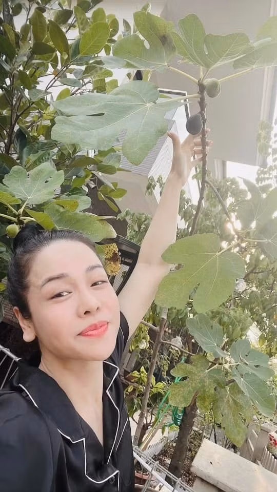 Nữ ca sĩ còn trồng các loại cây ăn quả như mít, khế, sung Mỹ... Ảnh: FBNV