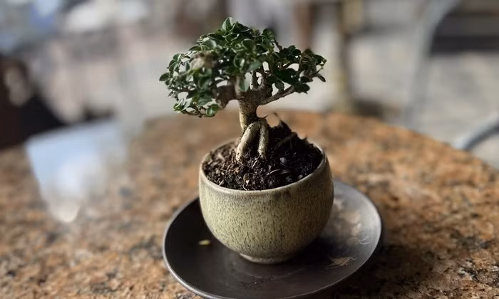 Thời gian gần đây, phong trào chơi bonsai mini trở thành thú vui tao nhã của nhiều người dân. Ảnh: Dân Việt