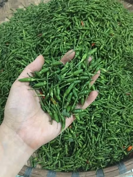 Ít ai ngờ, loại quả bé xíu này giờ đây "lên ngôi", trở thành món quà đặc sản được nhiều người săn lùng. Ảnh: Facebook