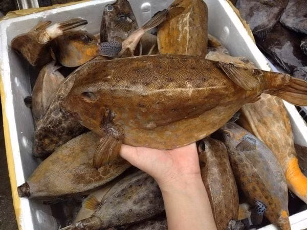 Cá bò hòm (hay còn gọi cá thiết giáp) là loại hải sản có nhiều ở Khánh Hòa, Lâm Đồng (Bình Thuận cũ) hay Đắk Lắk (Phú Yên cũ). Ảnh: Daohaisan