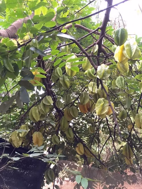 Nữ nghệ sĩ thường về đây để chăm sóc, thu hoạch quả. Ảnh: FB Nguyễn Thị Chiều Xuân
