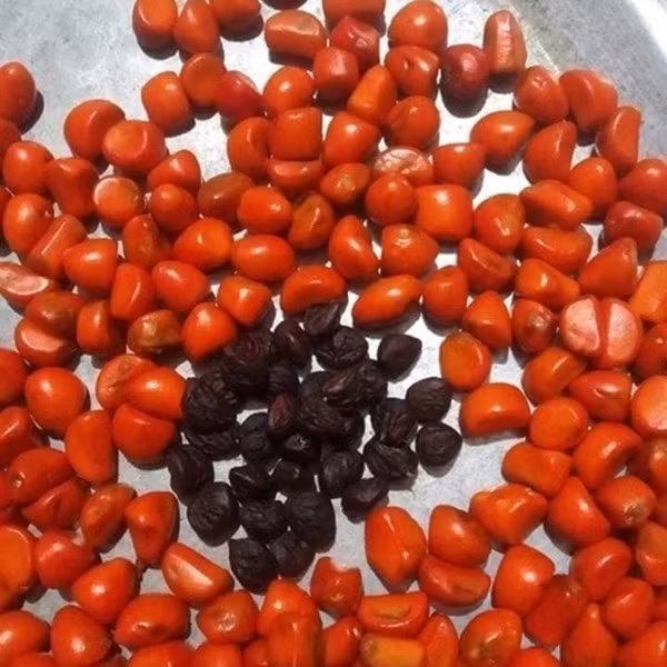 Dổi nếp hạt nhỏ, màu vàng và đen, hương thơm nồng nàn, giá từ 2,5 - 3 triệu đồng/kg. Ảnh: Cửa hàng Tây Bắc