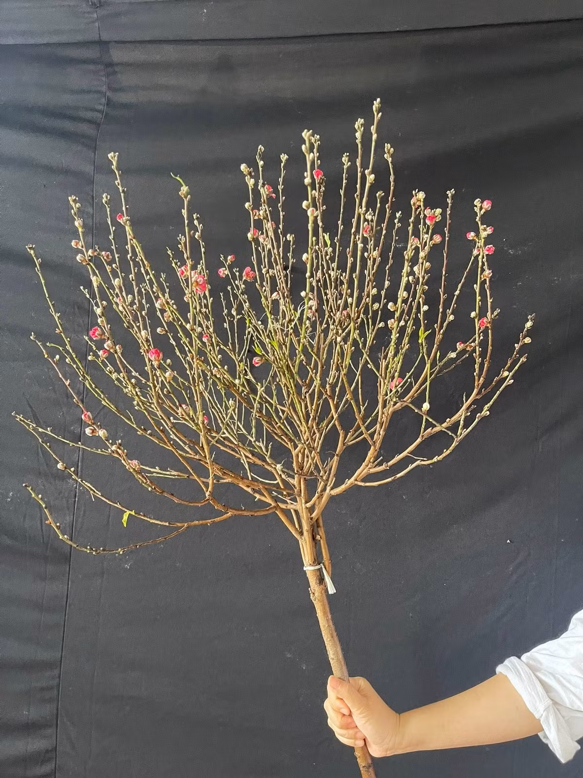 Chị Kim Thoa (một người bán hàng tại khu vực Hà Đông, Hà Nội) cho biết, sức mua cành đào mini tăng rõ rệt từ 23 tháng Chạp. Ảnh: FB Trương Thanh Hoa