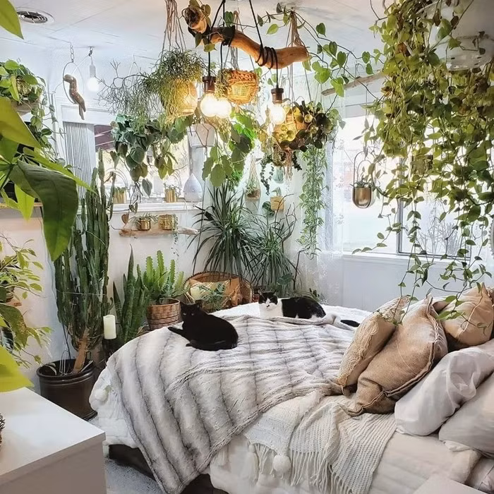 Ngoài ra, đất trồng cây còn dễ sinh nấm mốc, vi khuẩn, không phù hợp với không gian kín như phòng ngủ. Ảnh: Internet