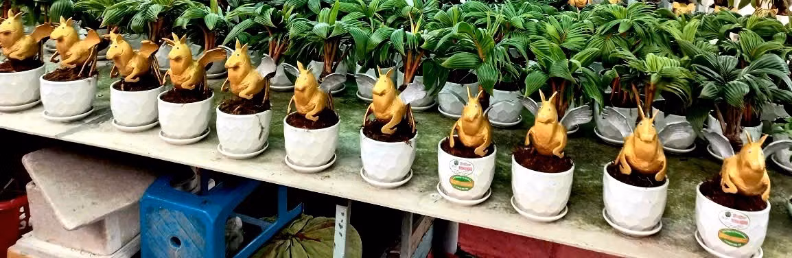 Đáng chú ý, mẫu dừa bonsai tạo dáng ngựa thiên thần trong vườn của anh Tùng đã được khách đặt mua gần hết. Ảnh: Dân Việt