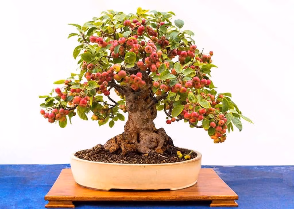 Nếu đang tìm một cây ăn quả để trồng bonsai mini, táo dại sẽ cho kết quả tốt nhất. Ảnh: a-z-animals