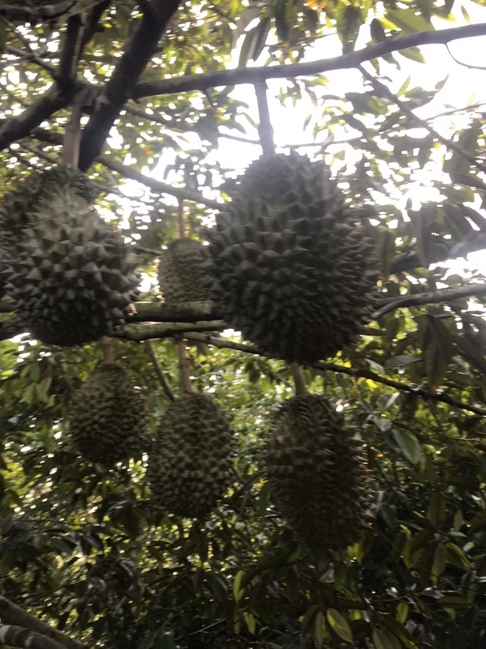 Ngoài hương vị tuyệt hảo, sầu riêng Duy Hiền DH1 còn vượt trội ở đặc tính chín tự nhiên, không cần nhúng thuốc. Ảnh: Caygiongduyhien