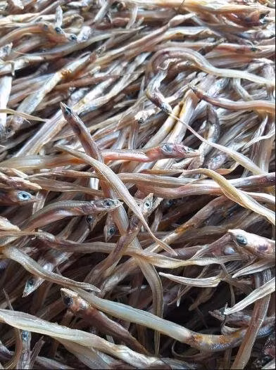 Hiện nay, cá loi choi mang lại nguồn thu đáng kể, giá bán lẻ khoảng 120.000 đồng/kg. Ảnh: Internet