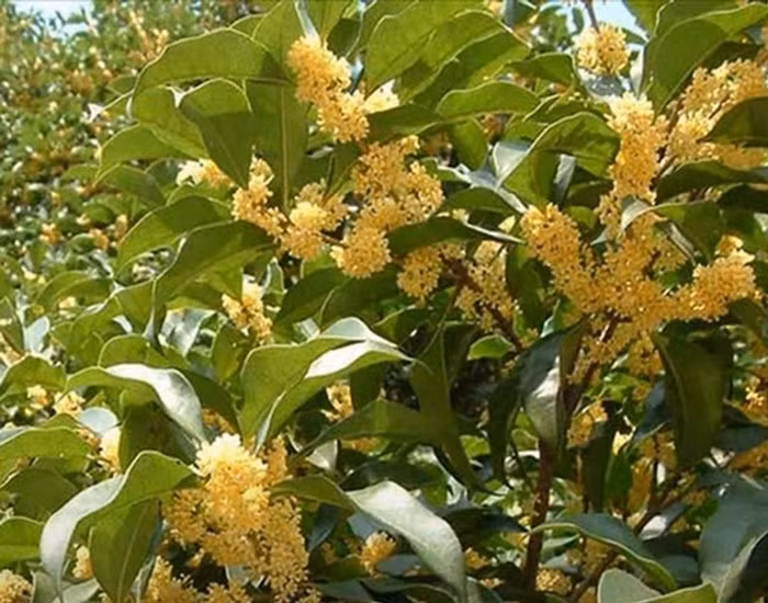 Hơn nữa, hoa mộc hương màu vàng óng, tượng trưng cho điều tốt lành, may mắn, gia tăng tài lộc. Ảnh: Người lao động