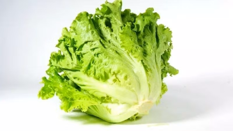 Tại các chợ dân sinh hay siêu thị, rau xà lách có giá khoảng 10.000 - 40.000 đồng/kg. Ảnh: Internet