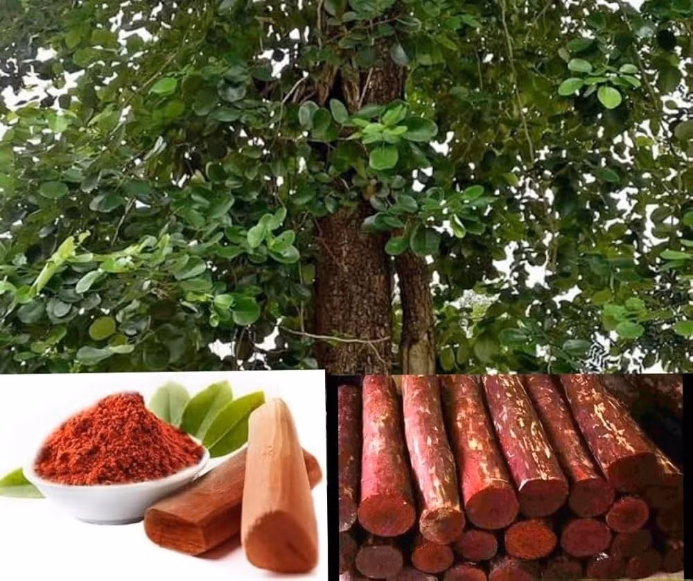 Cây đàn hương phát triển rất chậm, có thể mất từ 25 – 30 năm mới cho phần lõi gỗ đạt chất lượng cao. Ảnh: Amazon