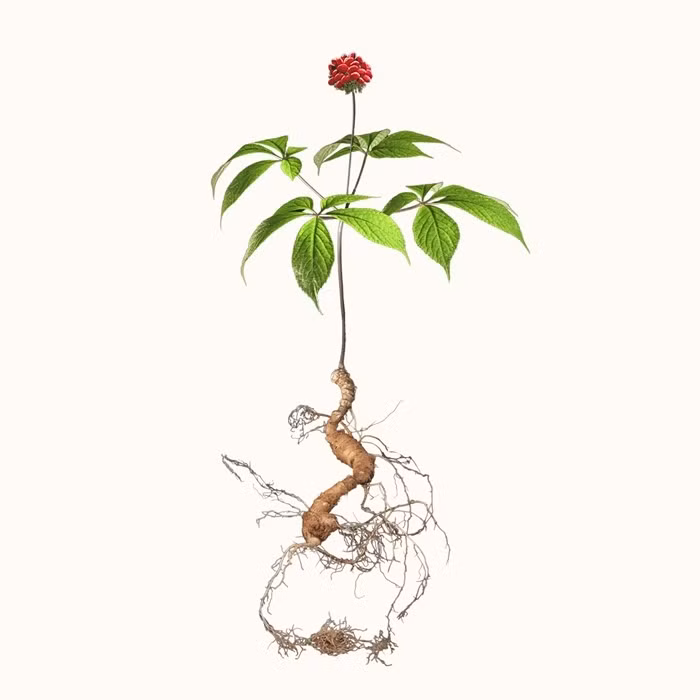 Tùy vào thổ nhưỡng, vùng miền địa lý mà cây ra nhiều hay ít đốt. Ảnh: Sâm Pusilung