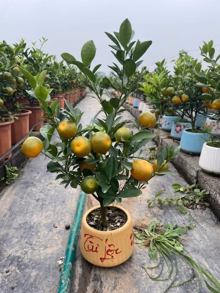 Những chậu quất bonsai mini được với hình dáng nhỏ nhắn, cao khoảng 40-50cm được trồng trong bình gốm. Ảnh: FB Hoa hồng ngoại