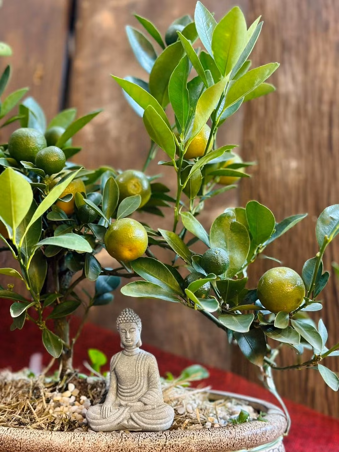 Ngoài ra, những chậu quất mini còn dễ chăm sóc, ít rụng quả, giữ màu đẹp trong thời gian dài. Ảnh: FB Hoa hồng ngoại