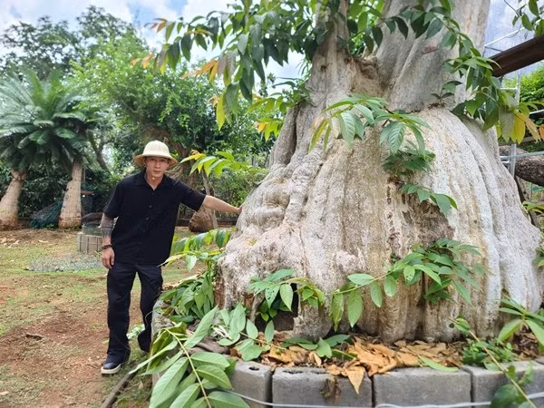 Cây bằng lăng cổ thụ có bầu “khủng" được anh mang từ nước ngoài về. Ảnh: Người đưa tin